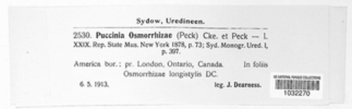 Puccinia osmorrhizae image